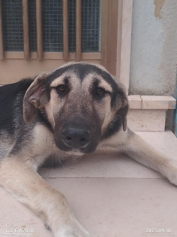 😍💕KimberlY splendida cucciola cerca la sua famiglia 🏠 Foto 5